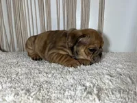 Mila, a female English Bulldog for sale in Shipshewana, IN – Photo 4 of 7