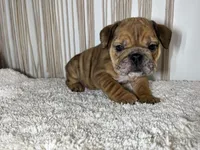 Mila, a female English Bulldog for sale in Shipshewana, IN – Photo 2 of 7