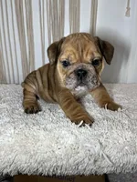 Mila, a female English Bulldog for sale in Shipshewana, IN – Photo 1 of 7