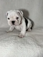 processed/43cb6a53-c776-4302-99dd-7b70c98a8c9e/listing/dc0ef500-27b7-465e-840e-2138a0b4efb9/cbebbf52-cd94-4a46-ab5e-6362579e94ac