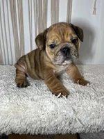 Mila, a female English Bulldog for sale in Shipshewana, IN – Photo 7 of 7