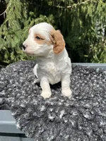 Koda, a male Miniature Goldendoodle for sale in Shipshewana, IN – 3 of 6