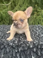 Willow, a female French Bulldog for sale in Shipshewana, IN – 2 of 2