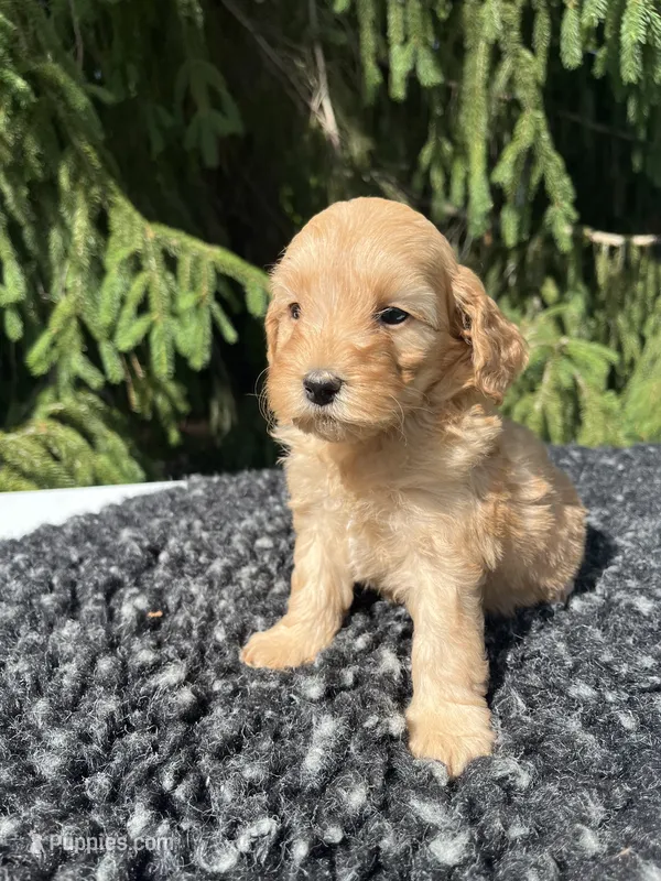 Daisy – Miniature Goldendoodle puppy for sale in Shipshewana, IN