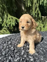 Daisy, a female Miniature Goldendoodle for sale in Shipshewana, IN – 1 of 6