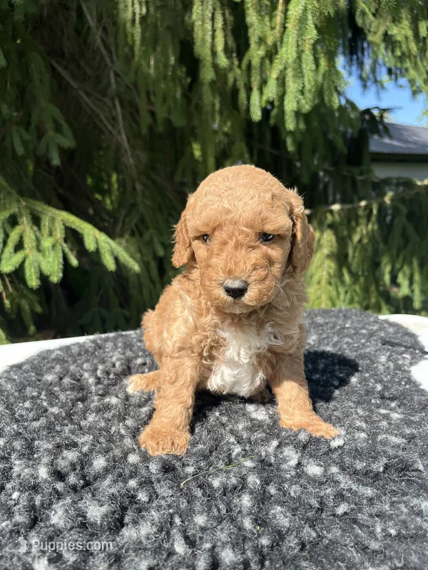Luka – Miniature Goldendoodle puppy for sale in Shipshewana, IN