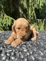 Cooper, a male Miniature Goldendoodle for sale in Shipshewana, IN – 3 of 5