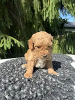 Luka, a male Miniature Goldendoodle for sale in Shipshewana, IN – 3 of 5
