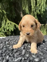 Daisy, a female Miniature Goldendoodle for sale in Shipshewana, IN – 3 of 6