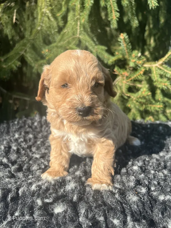 Ollie – Miniature Goldendoodle puppy for sale in Shipshewana, IN