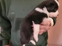 processed/43cb937e-ff2f-4a14-a7c4-1d84994413d0/listing/439db654-2ce0-4547-8bbc-e27cbe6d15d2/6a7f9cb9-77dc-47e7-b6c5-7f275389a572