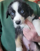 Dusty - Price reduced, a male Miniature Australian Shepherd for sale in Centerview, MO – Photo 1 of 6
