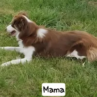 Dusty - Price reduced, a male Miniature Australian Shepherd for sale in Centerview, MO – Photo 3 of 6