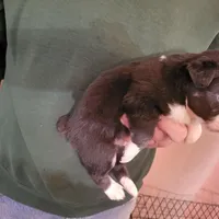 Dusty - Price reduced, a male Miniature Australian Shepherd for sale in Centerview, MO – Photo 5 of 6