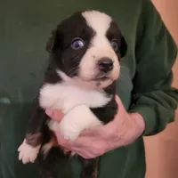 Dusty - Price reduced, a male Miniature Australian Shepherd for sale in Centerview, MO – Photo 6 of 6