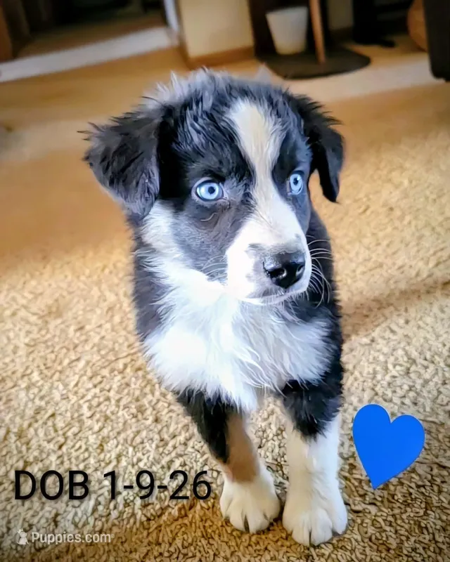 Dusty - Price reduced – Miniature Australian Shepherd puppy for sale in Centerview, MO
