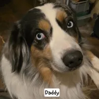 Dusty - Price reduced, a male Miniature Australian Shepherd for sale in Centerview, MO – Photo 4 of 6