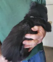 Dusty - Price reduced, a male Miniature Australian Shepherd for sale in Centerview, MO – Photo 2 of 6