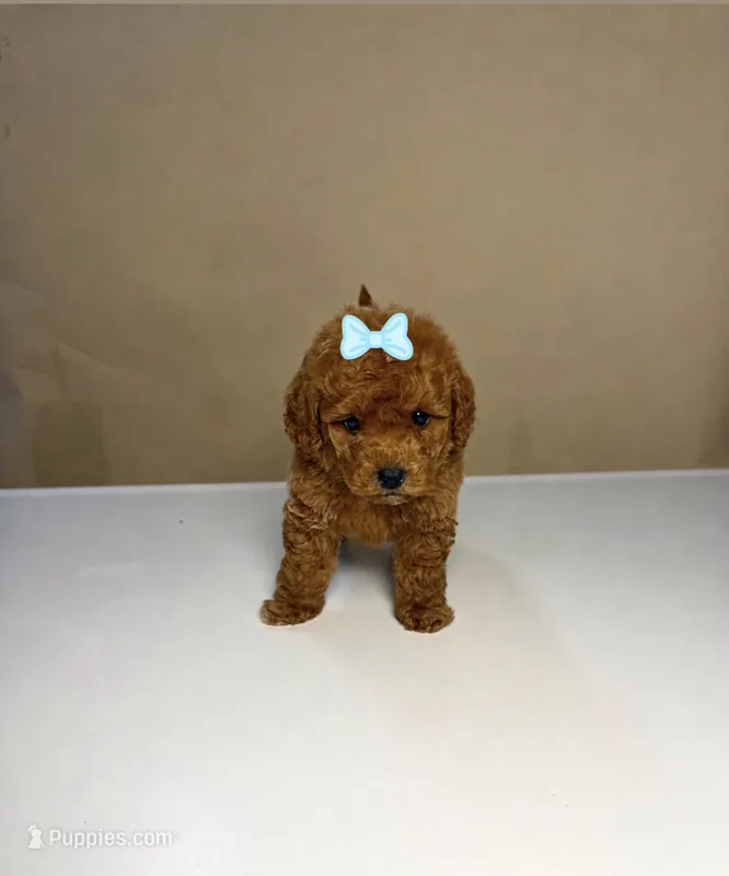 Ruby – Maltipoo puppy for sale in Sacramento, CA