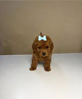 Ruby, a female Maltipoo for sale in Sacramento, CA – 1 of 1