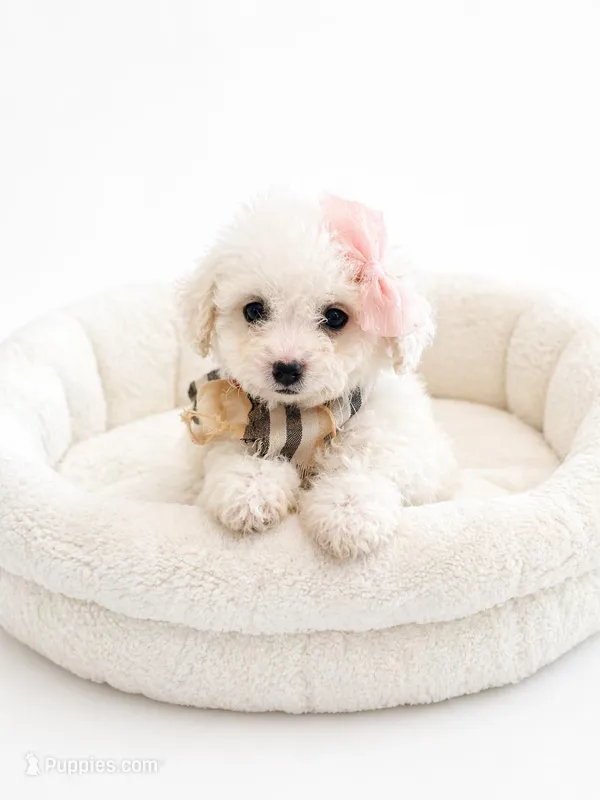 Abby – Maltipoo puppy for sale in Sacramento, CA