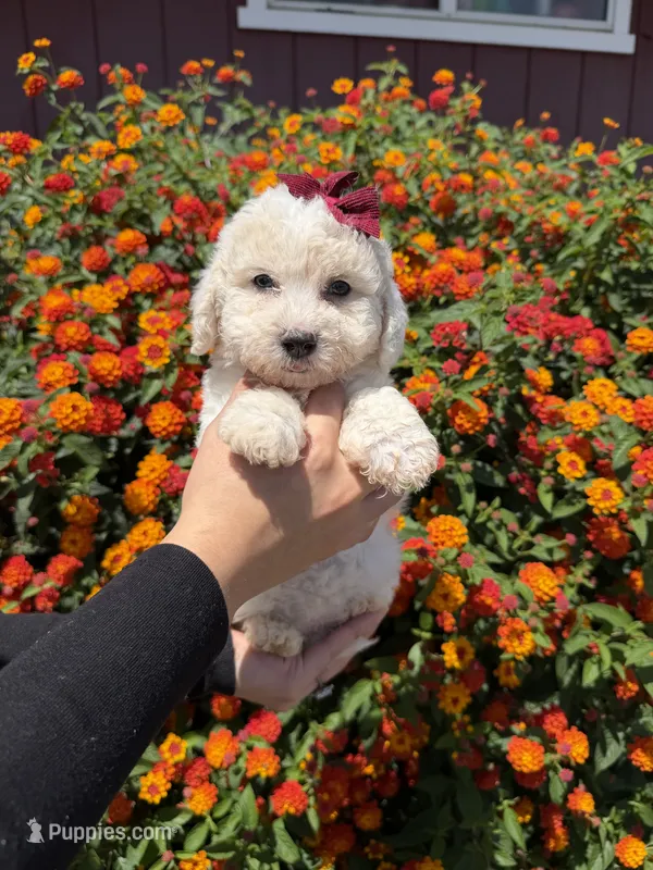 Darla – Maltipoo puppy for sale in Sacramento, CA