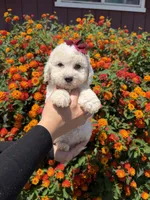 Darla, a female Maltipoo for sale in Sacramento, CA – 1 of 3