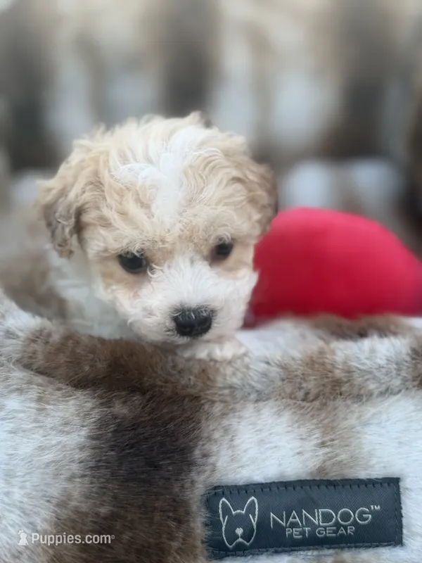 Charlie – Maltipoo puppy for sale in Sacramento, CA
