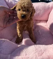 Penny, a female Maltipoo for sale in Sacramento, CA – 2 of 3