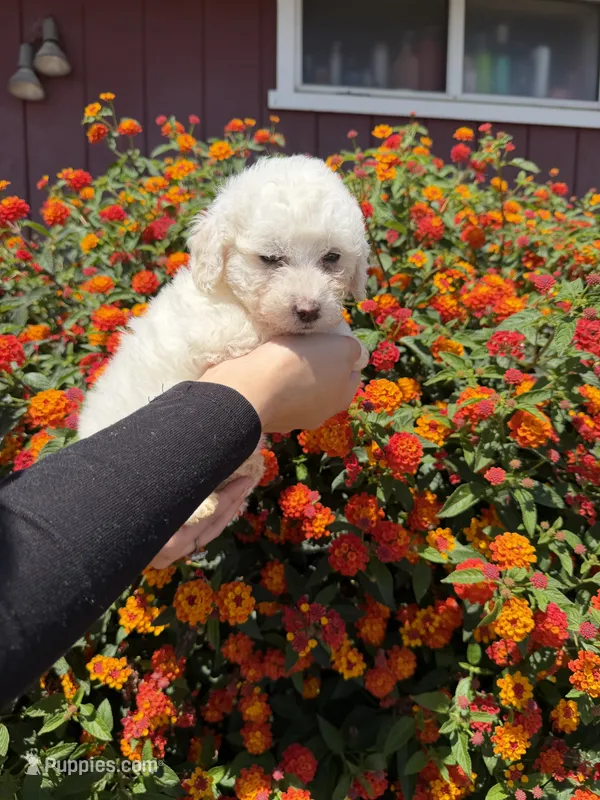 Finn – Maltipoo puppy for sale in Sacramento, CA