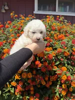 Finn, a male Maltipoo for sale in Sacramento, CA – 1 of 2