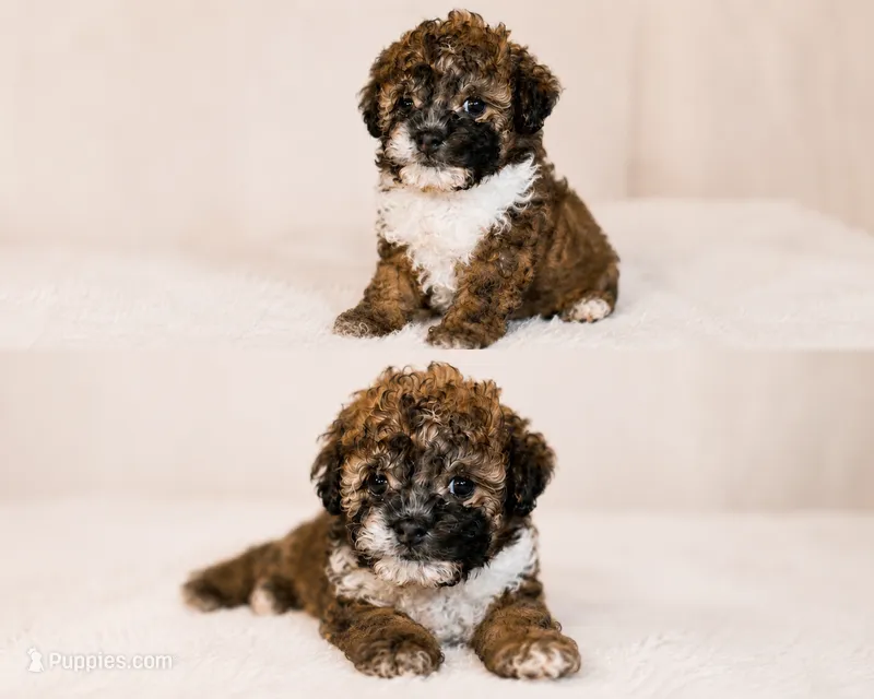Bear – Maltipoo puppy for sale in Sacramento, CA