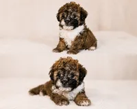 Bear, a male Maltipoo for sale in Sacramento, CA – 1 of 1
