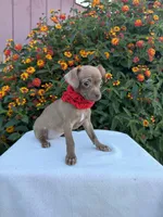 Bambi, a female Chihuahua for sale in Sacramento, CA – Photo 4 of 4