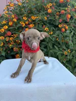 Bambi, a female Chihuahua for sale in Sacramento, CA – Photo 3 of 4