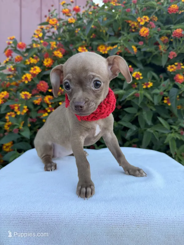 Bambi – Chihuahua puppy for sale in Sacramento, CA