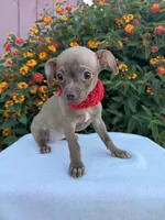 Bambi, a female Chihuahua for sale in Sacramento, CA – Photo 1 of 4