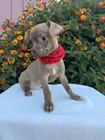 Bambi, a female Chihuahua for sale in Sacramento, CA – Photo 2 of 4