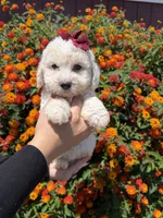 Darla, a female Maltipoo for sale in Sacramento, CA – 3 of 3
