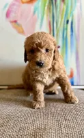 Cooper, a male Miniature Goldendoodle for sale in Sacramento, CA – 1 of 1