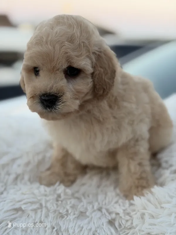Tatum – Maltipoo puppy for sale in Sacramento, CA