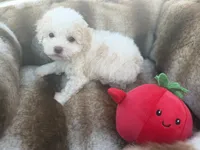 Theodore, a male Maltipoo for sale in Sacramento, CA – 4 of 4