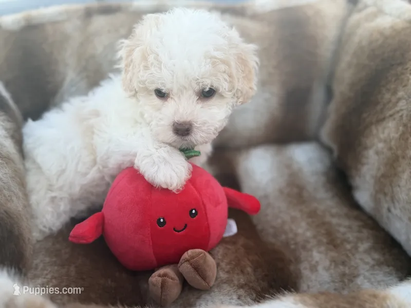 Theodore – Maltipoo puppy for sale in Sacramento, CA