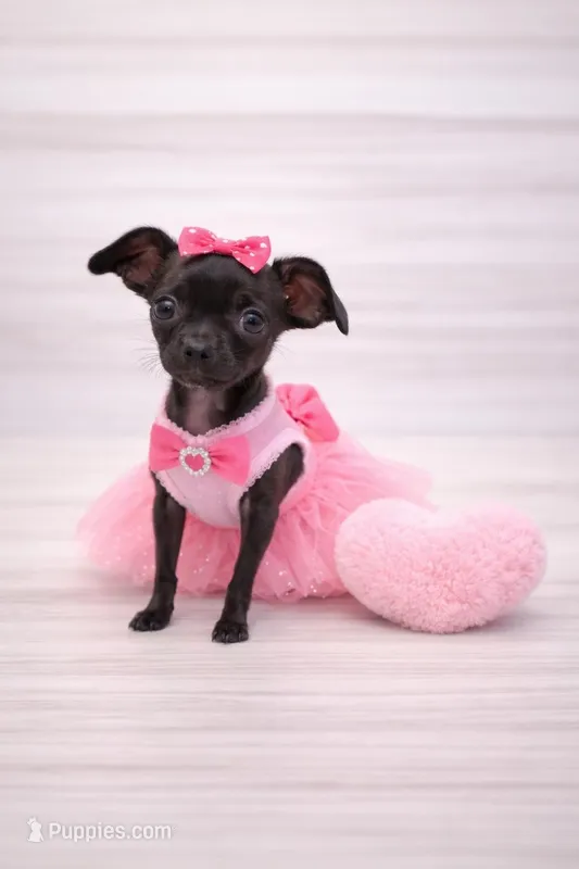 Luna – Chihuahua puppy for sale in Sacramento, CA