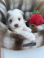 Enzo, a male Maltipoo for sale in Sacramento, CA – 3 of 3