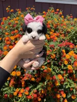 Cruella, a female Maltipoo for sale in Sacramento, CA – 1 of 4