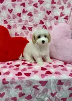 processed/43ccc465-a021-4cfa-a698-0013593fb0ee/listing/4c04f3ca-d9b4-44ee-a7e1-2573ec1754f3/736267c8-c582-4f72-8427-b173ae2a8c52