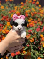 Cruella, a female Maltipoo for sale in Sacramento, CA – 4 of 4