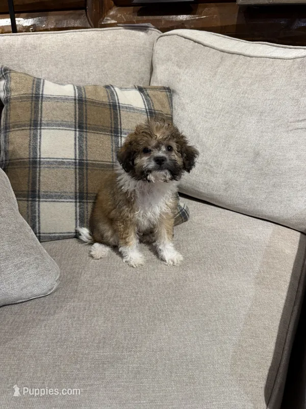 Bear – Maltipoo puppy for sale in Sacramento, CA