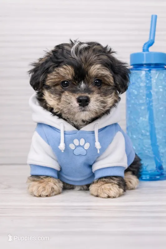 Valentino, a male Havapoo for sale in Sacramento, CA – Photo 1 of 1